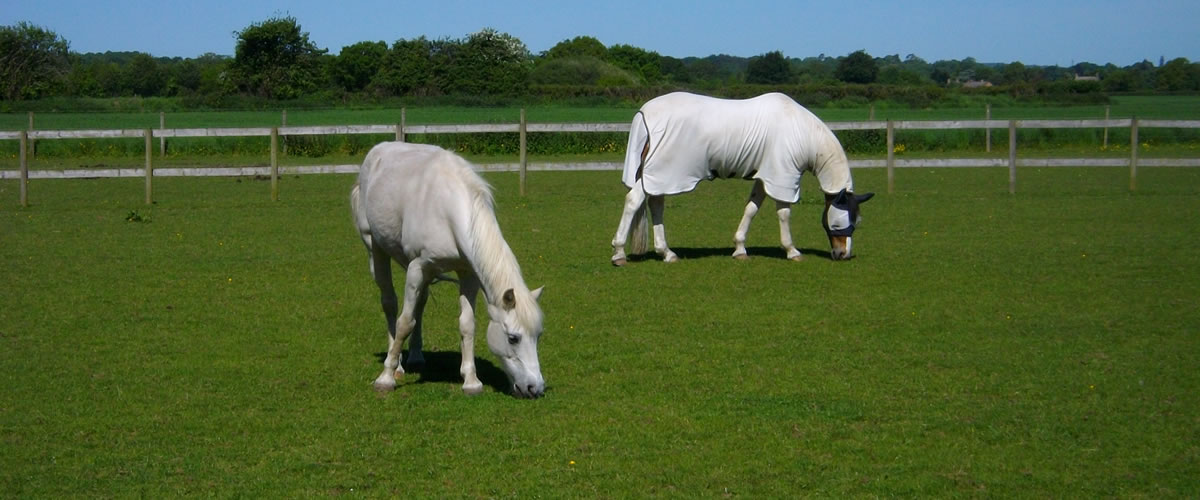Hern Gate Farm - Grazing horses